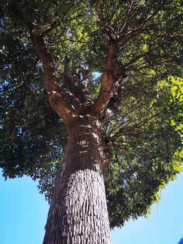 四川山区常见的檀木树图片