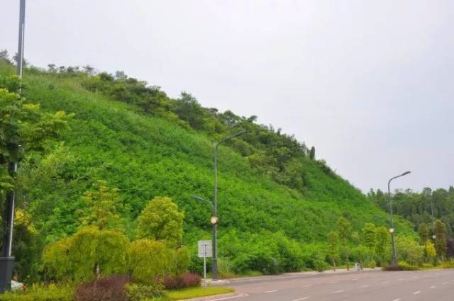 荒山变绿地,资阳各处山坡颜值暴涨!