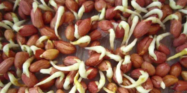 花生发芽也能吃?真相让你惊讶不已.