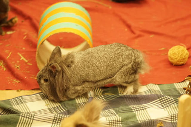 兔子耳朵类型图片