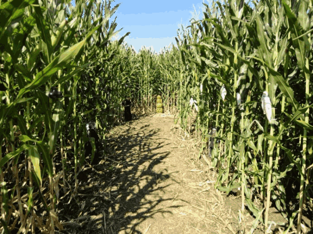 土灶 柴火 绿色食材,这届玉米文化节等你来happy!