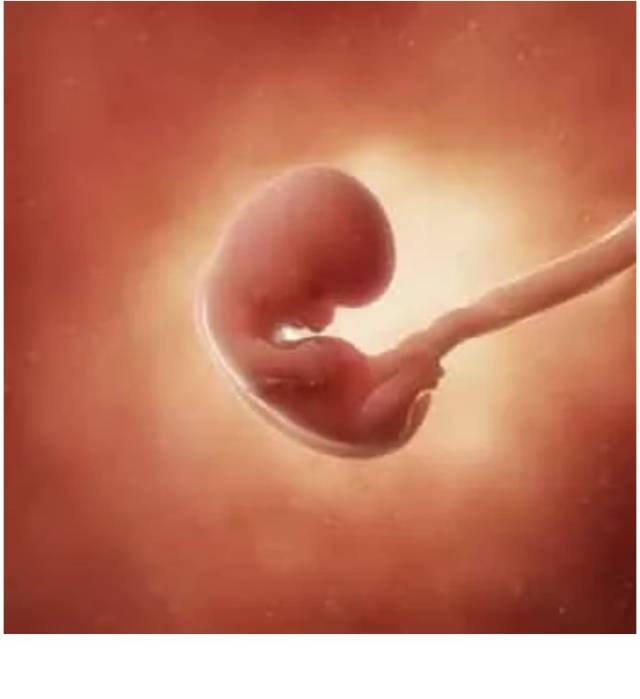 怀孕八周胎儿发育图片图片