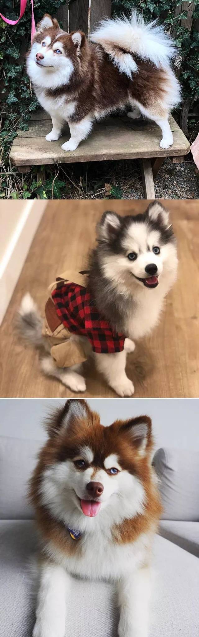 博士奇,可爱中带着一丝英俊,帅气中又不失俏皮!