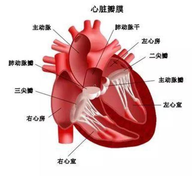 由於先天或後天的原因,心臟瓣膜失去正常的解剖結構和生理功能,開放時