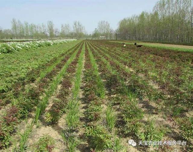 药材套种的技巧及注意事项!