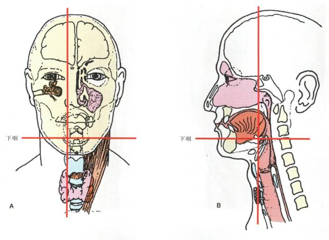 下咽癌解剖图片