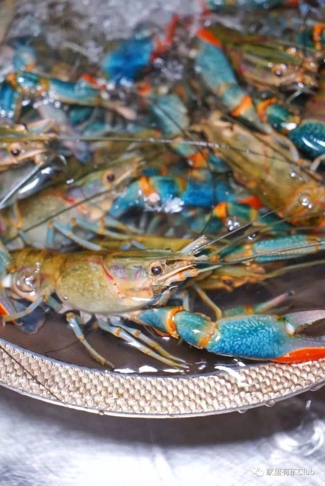 想吃小龙虾了,搞一斤澳洲大蓝龙,一只二两半!