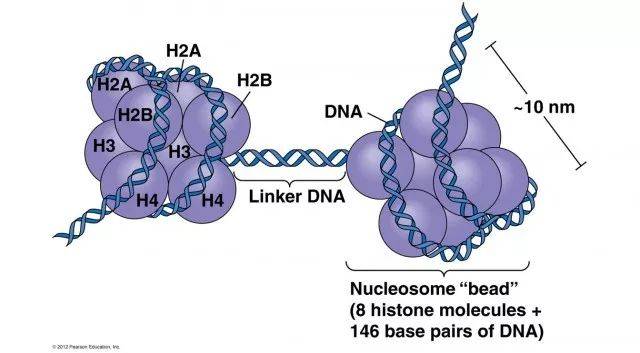 核小体如何重组?组蛋白修饰如何遗传?