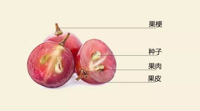 果皮——颜色