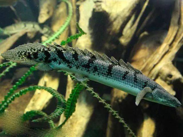 【鱼标本戏说非洲慈鲷】第四章:时间遗留下的远古巨兽--"三湖"及周边