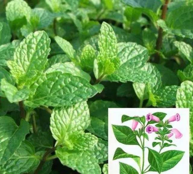 【药道科普】中药大青叶有什么功效?_手机搜狐网