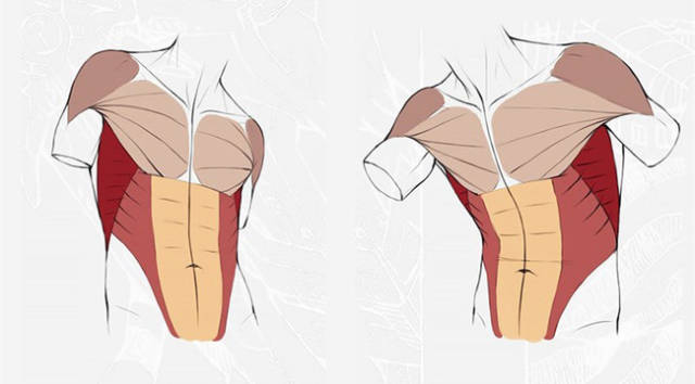 新手怎么画人物躯干肌肉_手机搜狐网