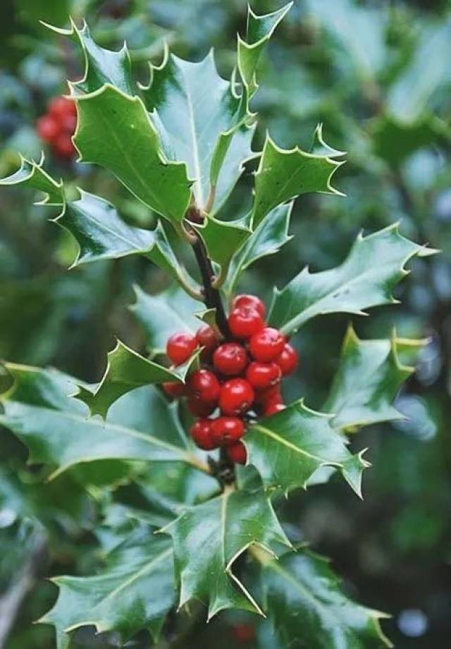 魔法,可以抵御严寒,保佑人们顺利过冬,所以喜欢在家里摆放欧洲冬青