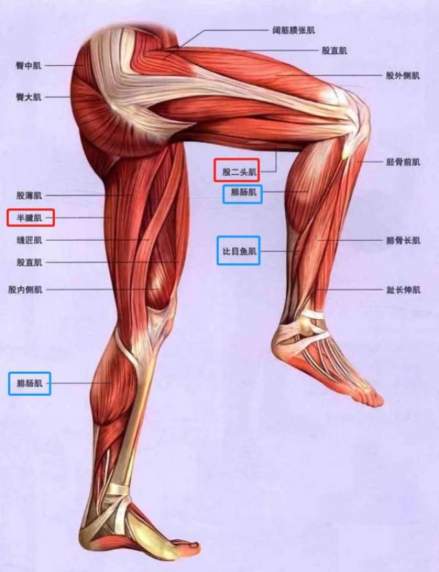 图示红色为腘绳肌 蓝色为小腿肌群  下面一个动作可以屏蔽小腿的发力