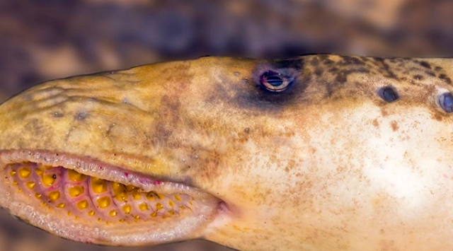 活到现在的远古鱼类?盘点世界上十大古老鱼