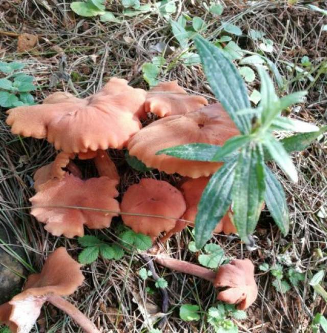 美麗會東·薦讀丨治癒之旅—夾馬石牧場撿菌記