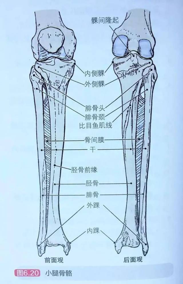 小腿外侧对应的器官图图片