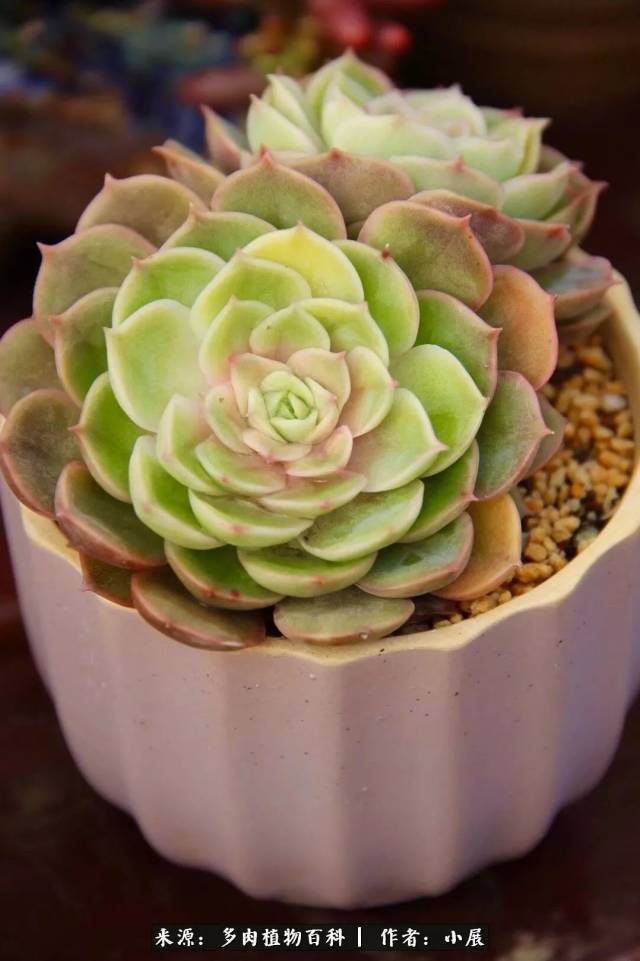 隆冬已至,大雪纷飞,这样的多肉花房过冬无忧!