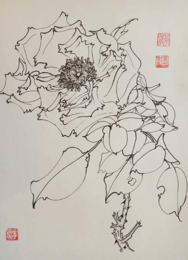 第八百零四幅——倒掛金鐘(中性筆白描花卉習作)