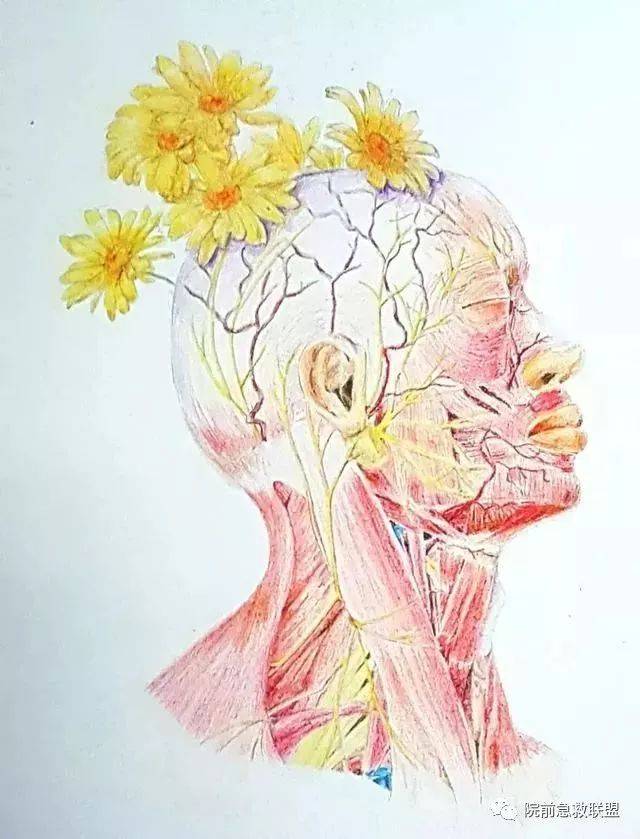 中南医学生解剖学手绘图走红,网友:被学医耽误的"灵魂画手"