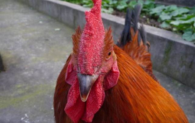 农村老人常说:"十年鸡头胜砒霜",那鸡冠能吃吗?有没有毒?