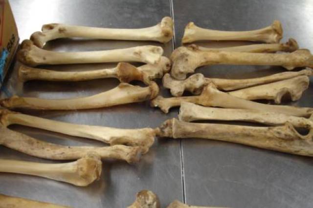 农村集市上经常看到有人卖所谓的"虎骨"和"熊掌",这些是不是真的