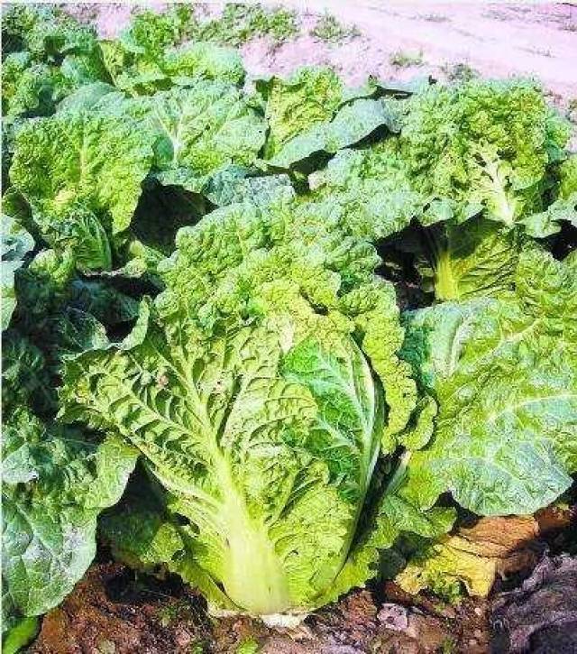 三农厨房|老口味蔬菜 之 核桃纹大白菜