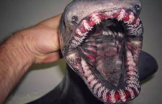 海洋十大恐怖动物图片
