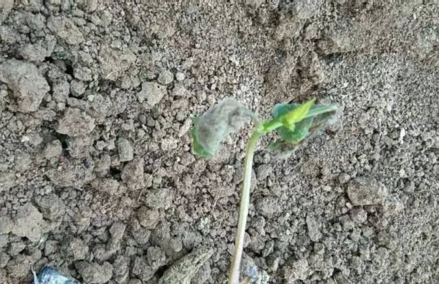 氮肥施用过多的危害;两部委:易地扶贫搬迁税收优惠政策明确;今冬辣椒
