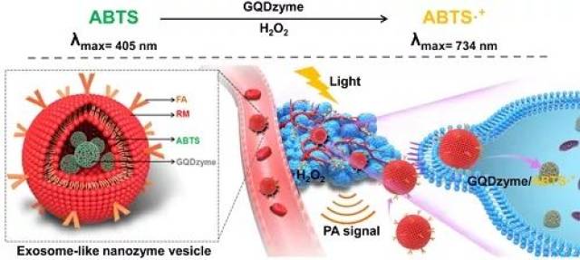 類外泌體納米酶小體催化腫瘤光聲成像示意圖 來源:中國科學院生物物理