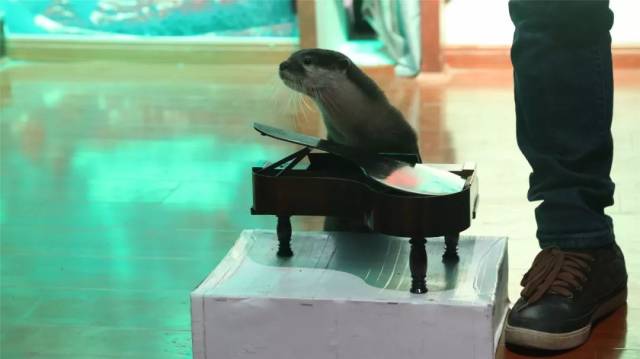 探秘可爱龙猫幼崽的价格世界