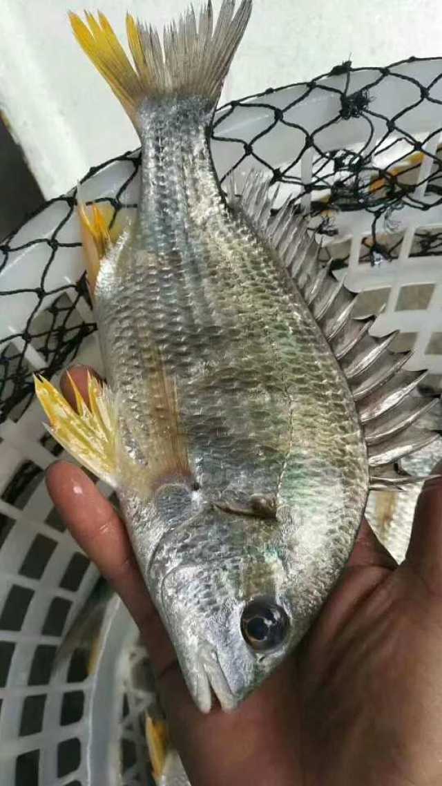 每日推荐一道东山岛海鲜美味: 清蒸野生黄翅鱼