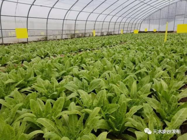 秦州區牡丹設施蔬菜基地種植的油麥菜,劉俊海攝