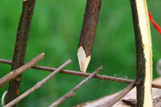 视频:捕猎陷阱-解脱型触发机关-弹力回收http://www.56.