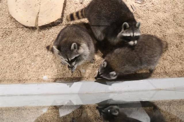 宠物龙猫在京城:从陌生到喜爱