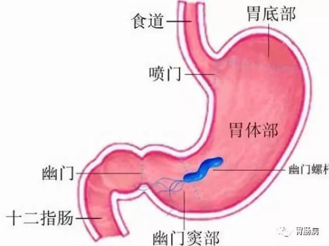 胃窦是哪个位置图片