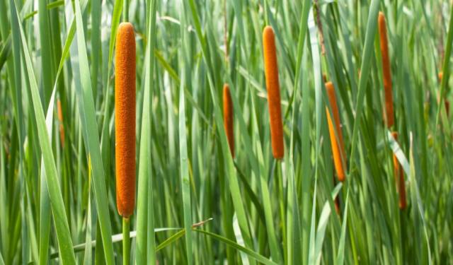 池塘边的"香肠草",以前村民常砍掉,现在市场上卖20块一斤