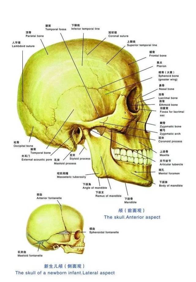 头骨名称部位解释图图片