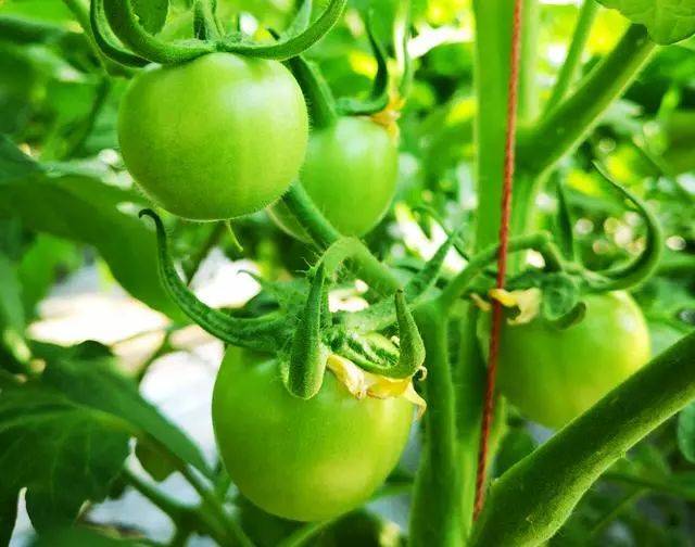 番茄的结果期种植户一定要留意以下问题.