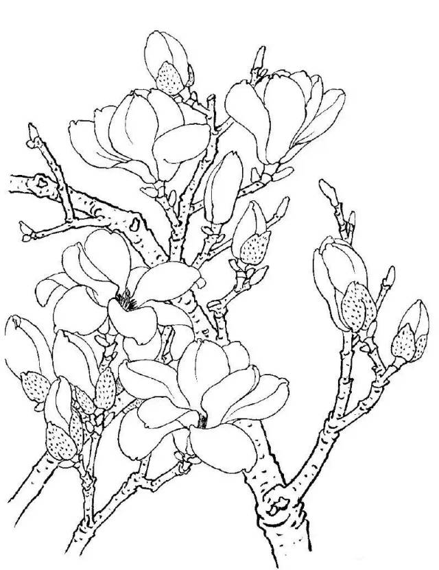 白描树图片,工笔,芭蕉_大山谷图库