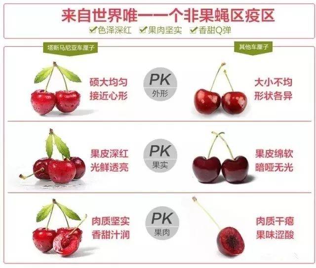 塔玛拉樱桃品种介绍图片