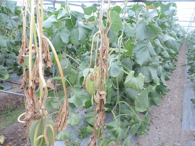 甜瓜枯萎病瓜类枯萎病是瓜类严重病害之一.常造成大片瓜田植株死亡.