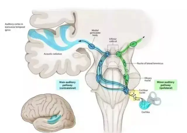 听觉中枢传导通路图图片