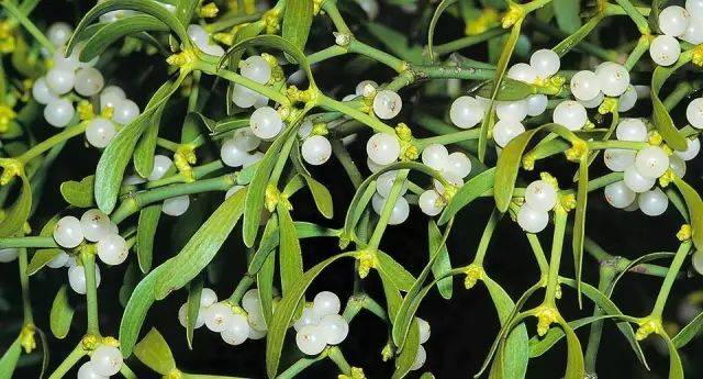 12月24日摩羯星座花「懈寄生&乳香木」