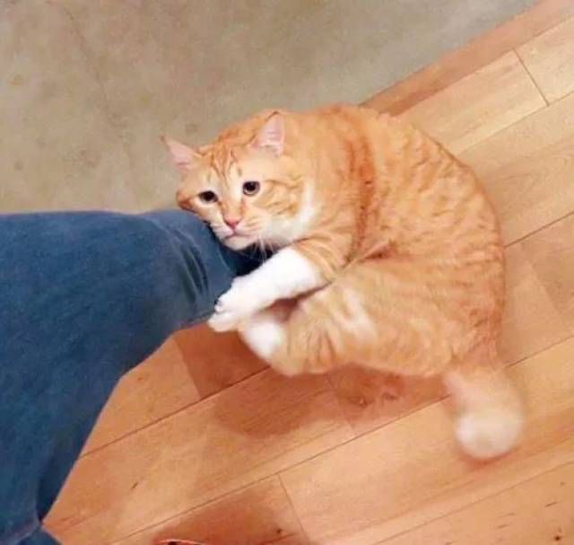 抱紧大腿 搜狐网