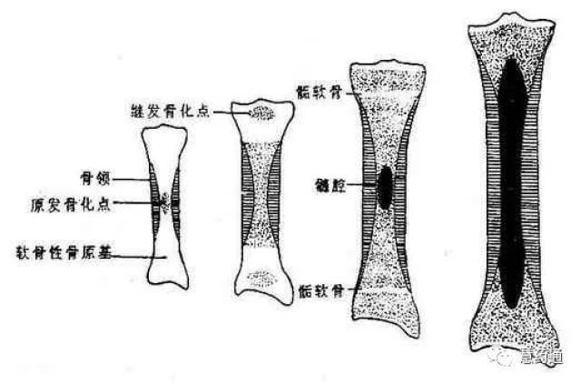 软骨内成骨图片