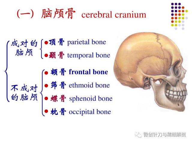 顱的解剖