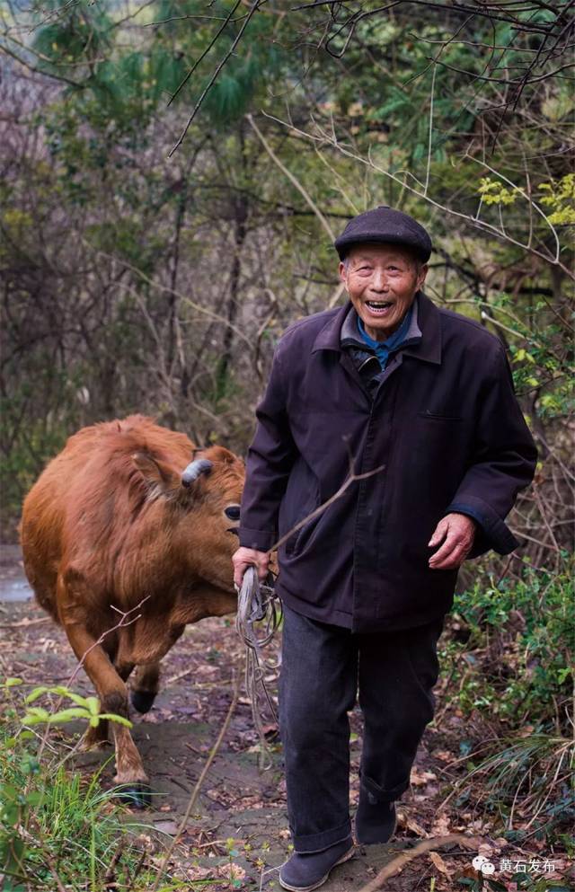 蔡春英/摄 刘伦堂在搬瓦 八旬"诚信牛倌"江新波,8年养牛种菜 为亡子