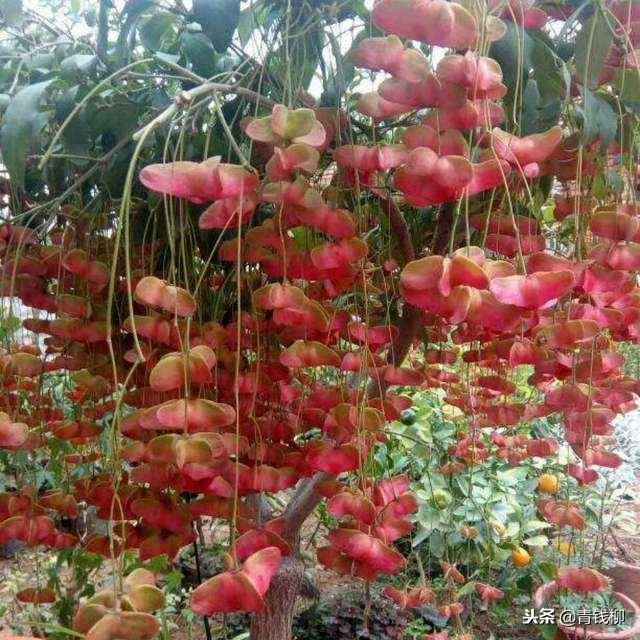 丝棉木嫁接卫矛成活率低的原因分析_手机搜狐网