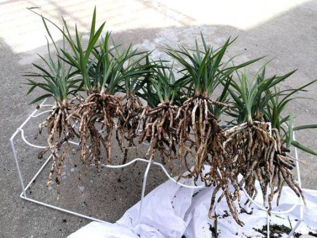 养花用上1块它根系呼呼长比生根粉淘米水都好用